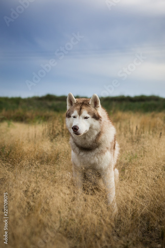 Portrait of free and prideful beige and white siberian husky dog with brown eyes sitting in the grass at sunset