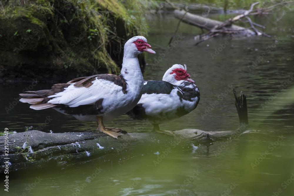 Fototapeta premium Two wild ducks stay on the strain in the water. Bohemian switzerland. In the rocky valley.
