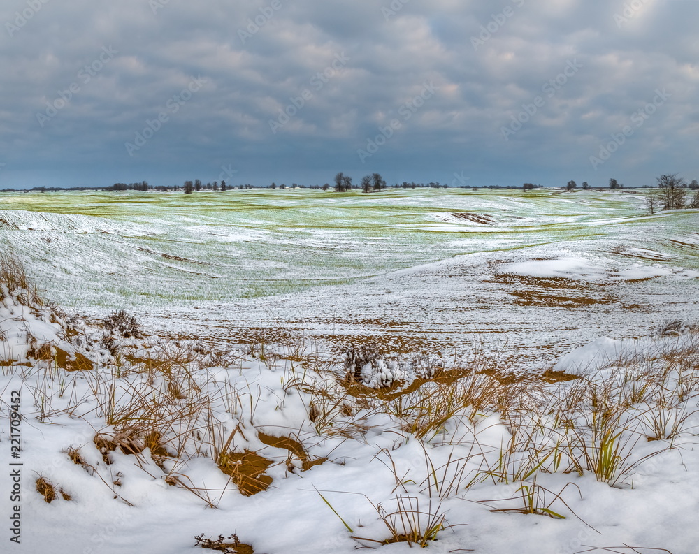 Winter fields in the snow. Winter. Wheat. Winter fields. South of Russia.