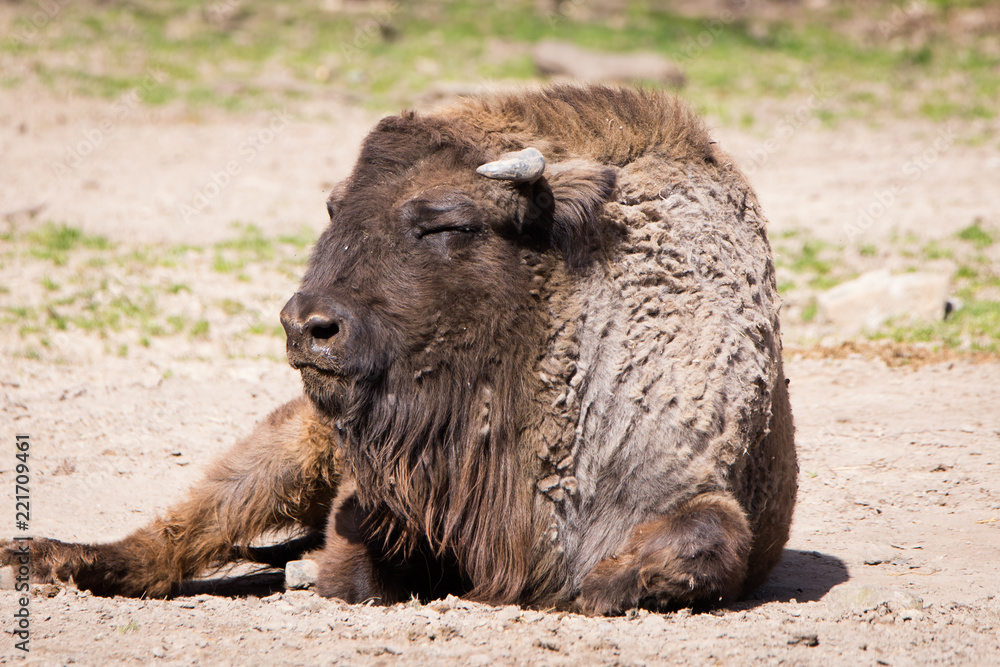 European bison European bison