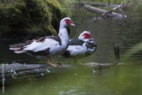 Two wild ducks stay on the strain in the water. Bohemian switzerland. In the rocky valley.