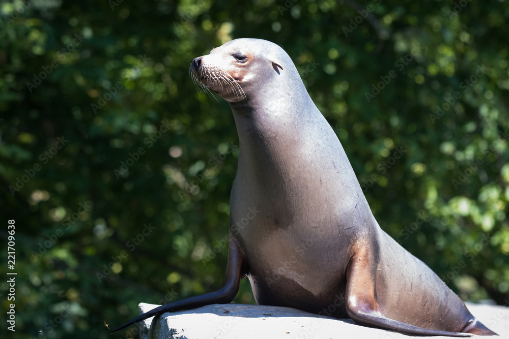 Fototapeta premium California sea lion