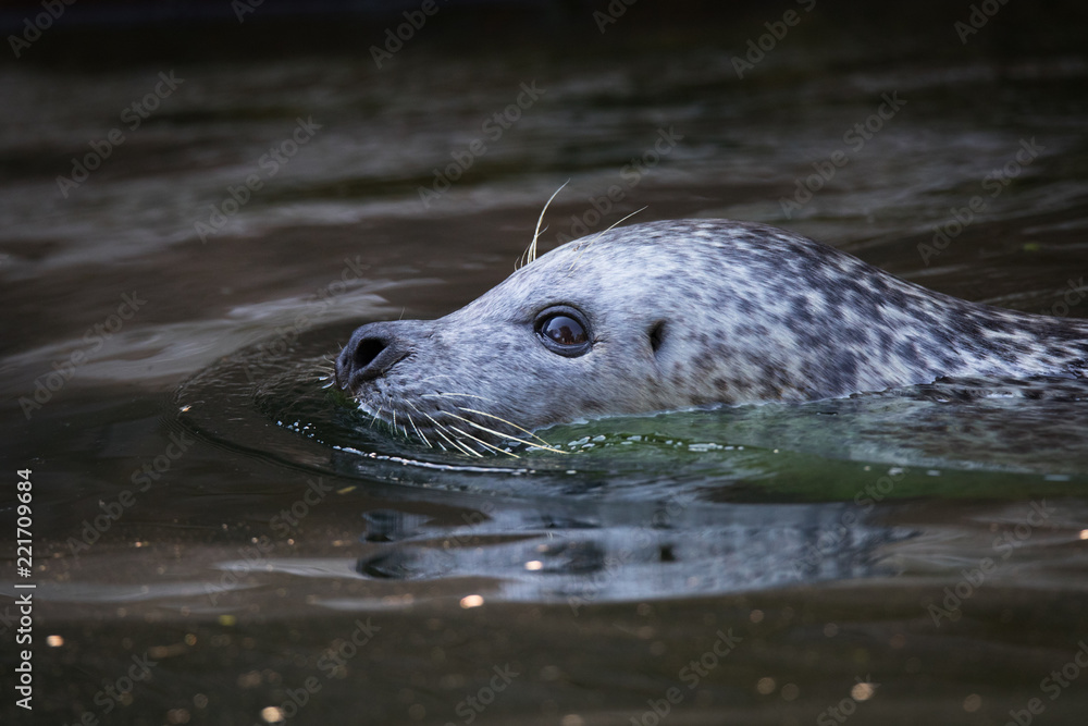 Fototapeta premium Harbor seal