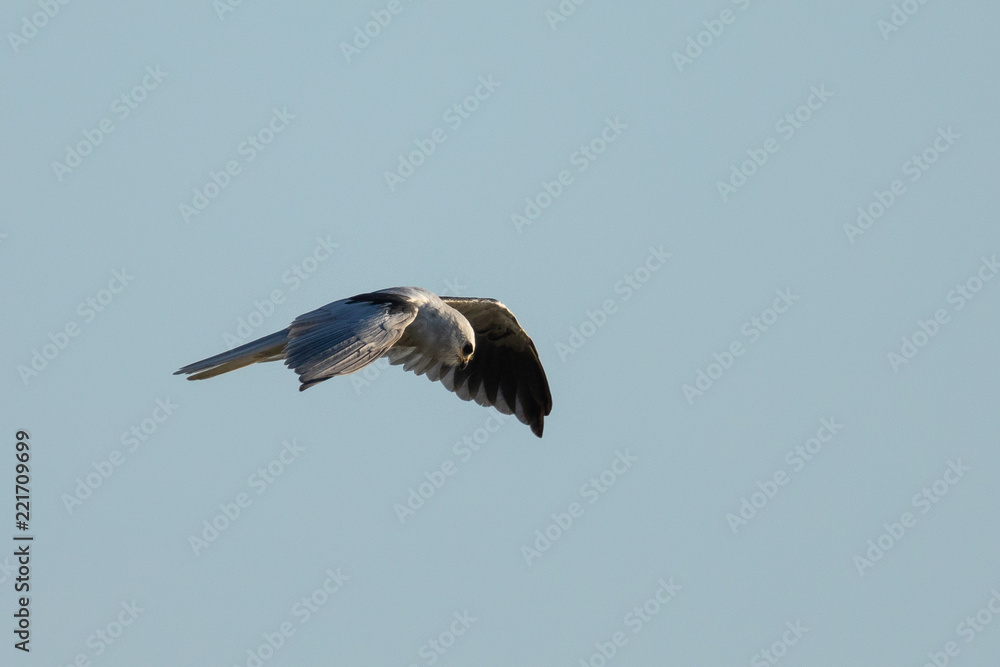 Obraz premium Very close view of a white-tailed kite flying, seen in the wild in North California
