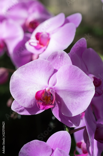 Orchid flowers,nature or garden.