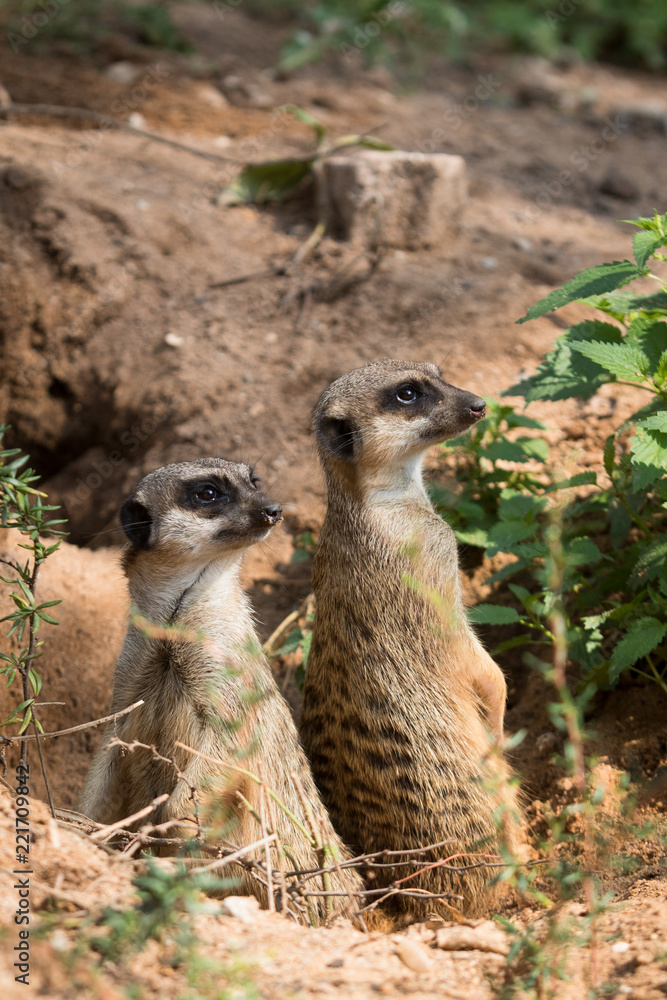 Fototapeta premium Meerkat