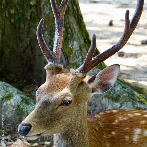 Ruhende Hirsche im Wald