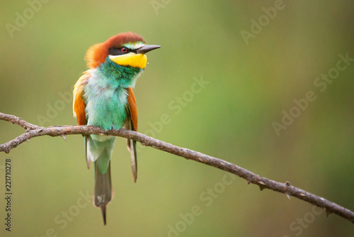 Beautiful bird - European bee-eater (Merops apiaster) sitting on a branch.
