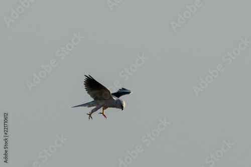 Very close view of a white-tailed kite about to strike, seen in the wild in North California © ranchorunner