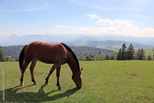 Pferd auf dem L  ngenberg  Berner Alpen  Schweiz 