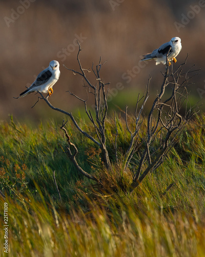 Very close view of a couple of  white-tailed kites on a bush, seen in the wild in a North California marsh photo