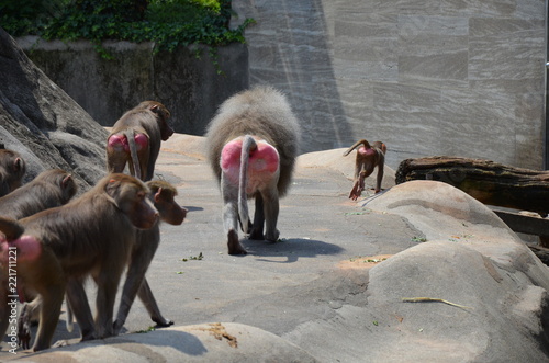Billede på lærred Wild Hamadryas baboon