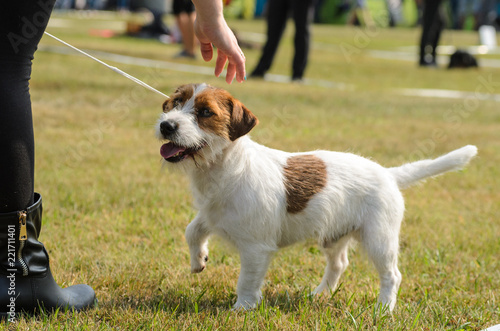 Jack russell terrier training outdoors