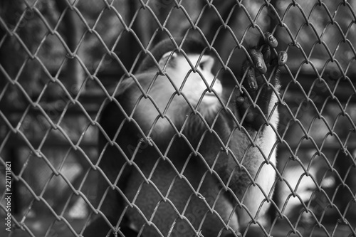 Life in cage concept. Sad Red-shanked Douc in zoo cage photo