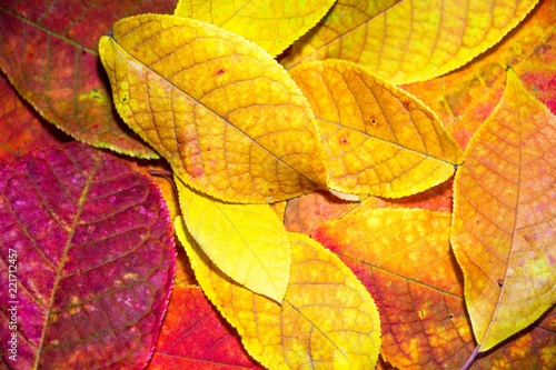 Beautiful and colorful leaves ripped off the autumn tree. Contest of colors from red to bright yellow.