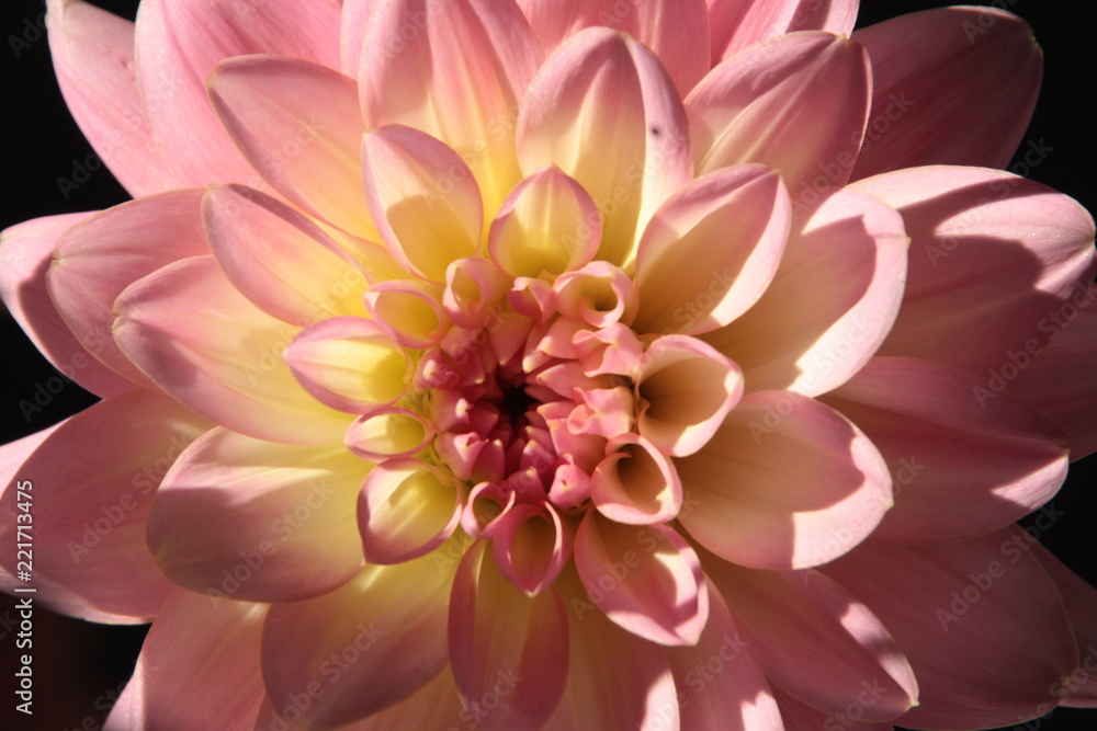 Obraz premium Blume