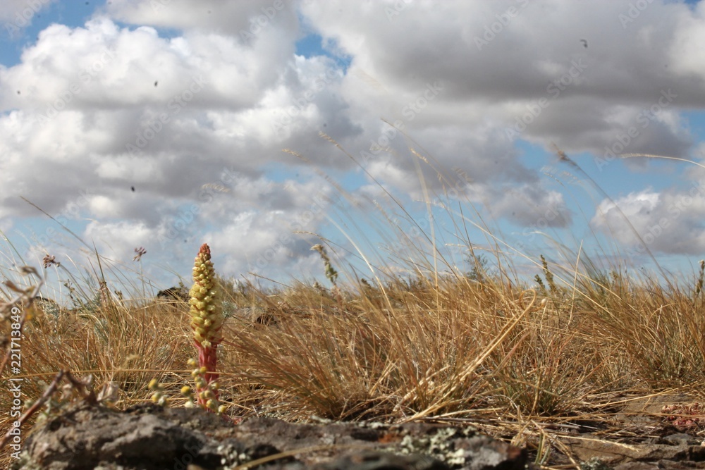 Fototapeta premium plants