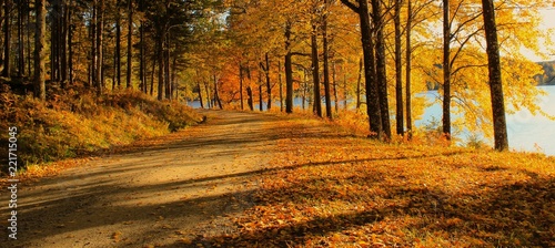 road in autumn forest