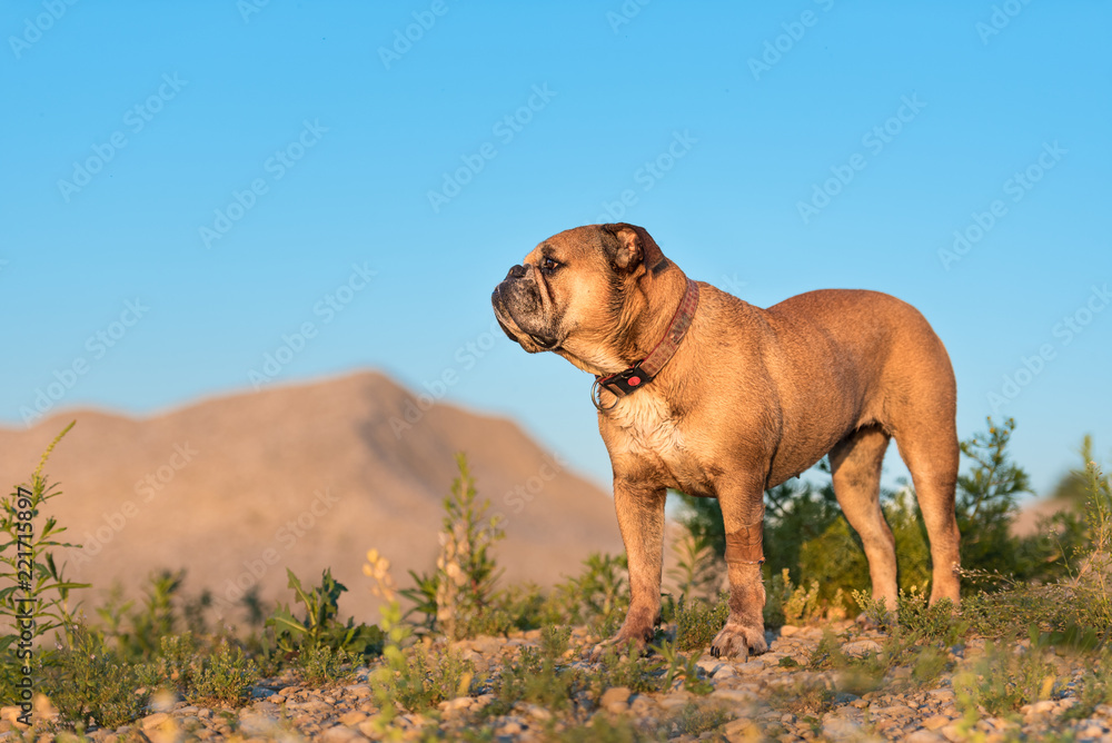 Continental Bulldog. Dog is standing in a beautiful meadow with flowers and hills in front of blue sky