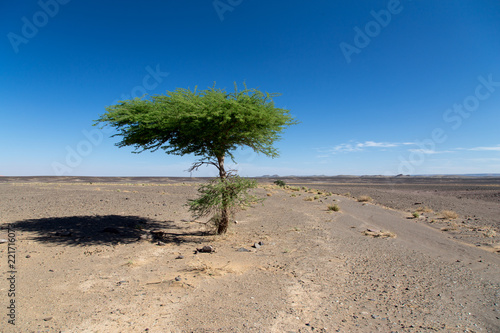 Fototapeta Naklejka Na Ścianę i Meble -  Single tree in the flat desert.