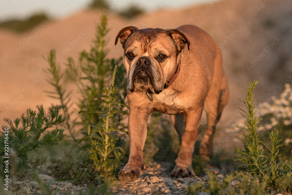 Continental Bulldog. Dog is standing in a beautiful meadow with flowers and hills