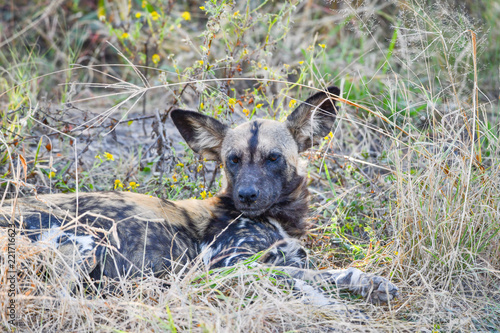 Wild Dogs Botswana