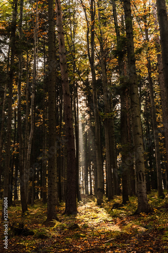 Inside the forest © malgorzata_wieczorek