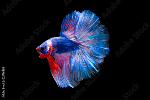 The moving moment beautiful of siamese betta splendens fighting fish in thailand on black background. Thailand called Pla-kad or biting fish.