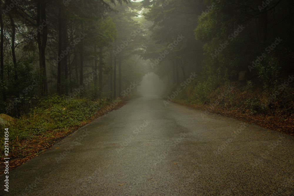 Obraz premium Forest road in a green foggy forest 