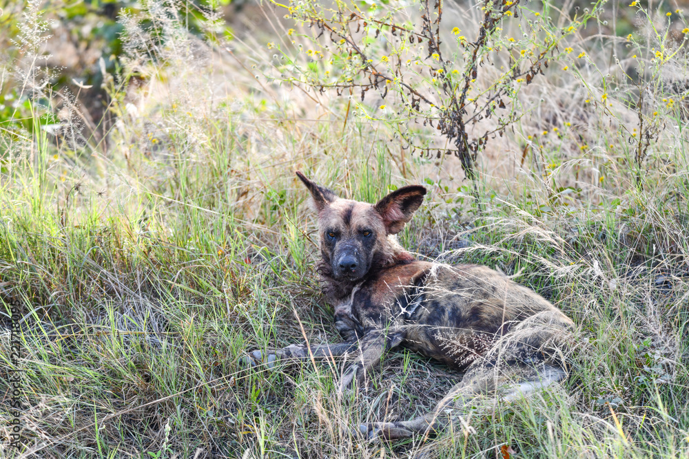 Wild Dogs Botswana Wild Dogs Botswana