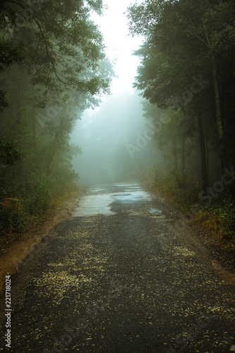 Fototapeta Naklejka Na Ścianę i Meble -  Forest road in a green foggy forest 