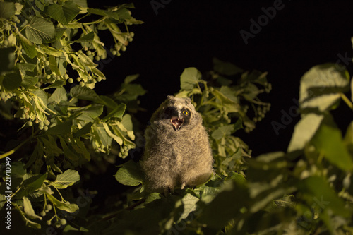 Long-eared owl. Nestling of a night bird on a linden tree. Hunting in the night.