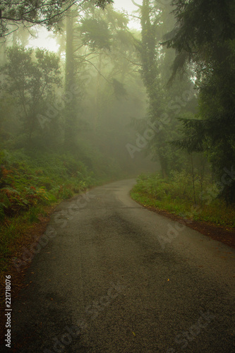 Forest road in a green foggy forest 