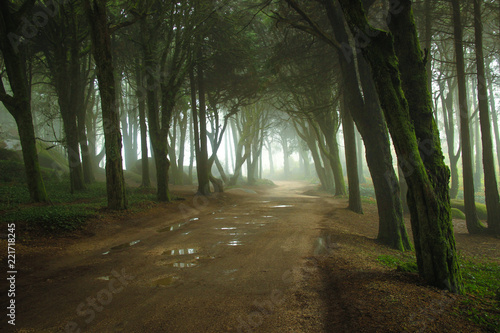 Fototapeta Naklejka Na Ścianę i Meble -  Path in a forest covered with mist. Arched tree branches