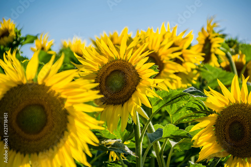 Fototapeta Naklejka Na Ścianę i Meble -  Tournesols.