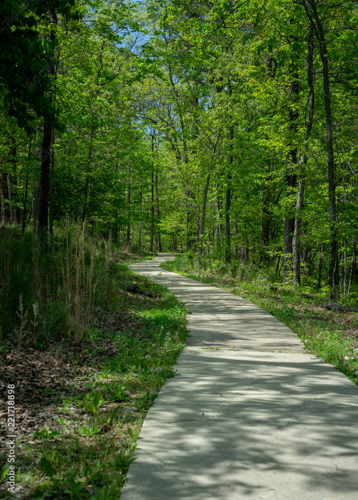 Forest Trail Path National Park Forest Trail Path National Park