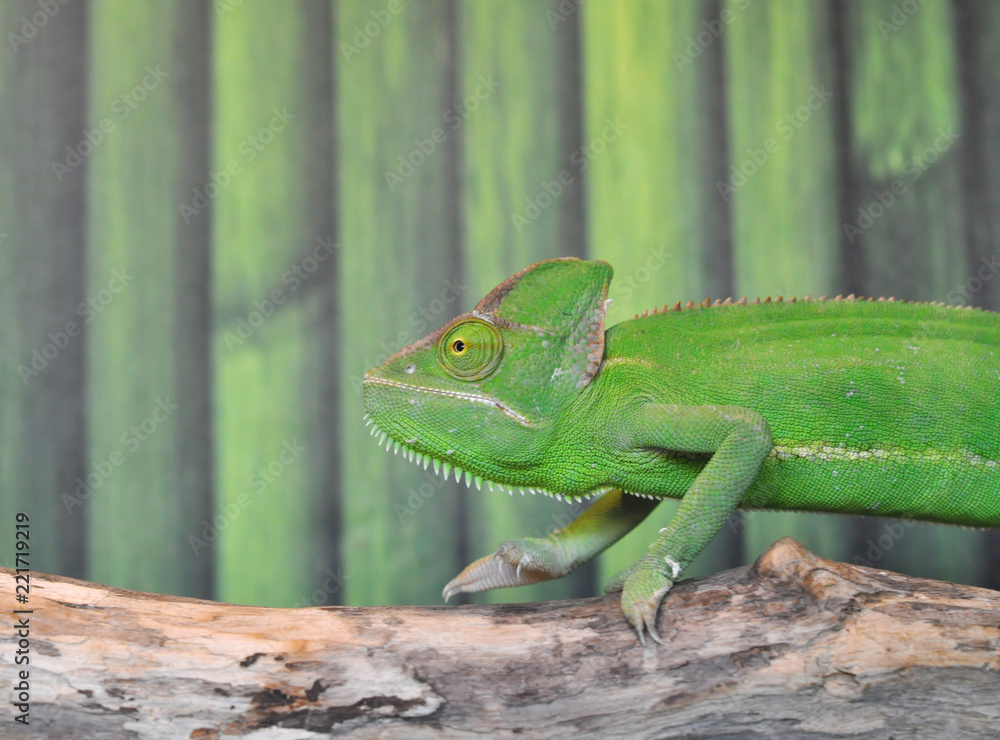 Chameleon, a green lizard moves along a tree branch Chameleon, a green lizard moves along a tree branch