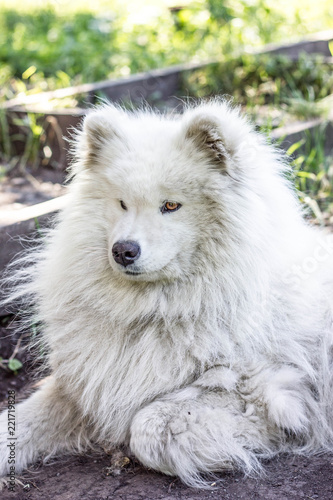 white cheerful dog  dog  guard  smile  world  friendship  closeup  pet