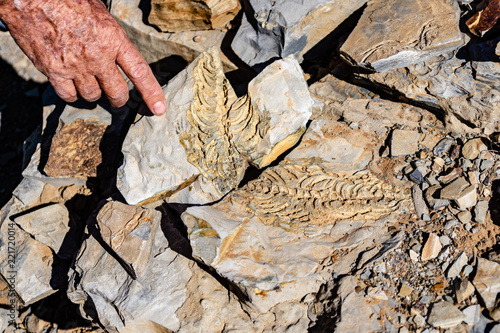 mesosaurus fossil dinosaur photo