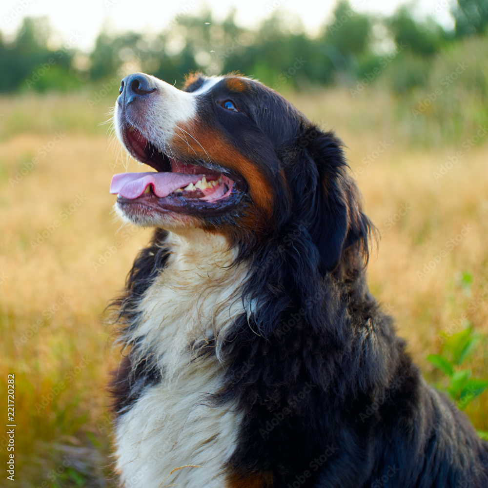 portrait of a dog big brown