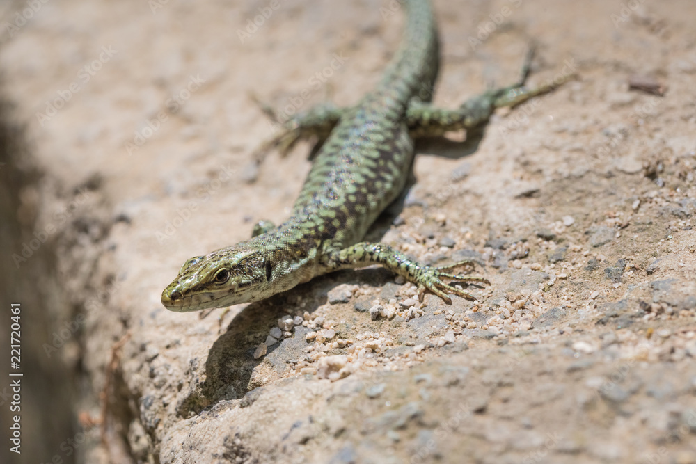 Wall lizard (Podarcis muralis) in his natural environment on the island of Samothrace, Greece Wall lizard (Podarcis muralis) in his natural environment on the island of Samothrace, Greece