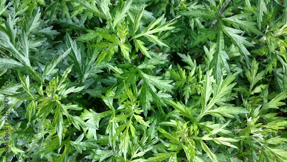 茂る ヨモギの葉 茂る ヨモギの葉