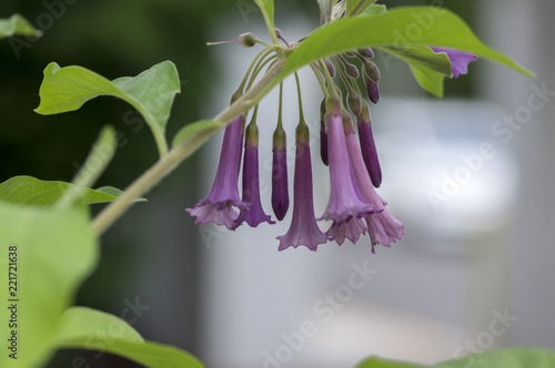 Iochroma australe small flowering shrub, small long bell flowers on branches photo