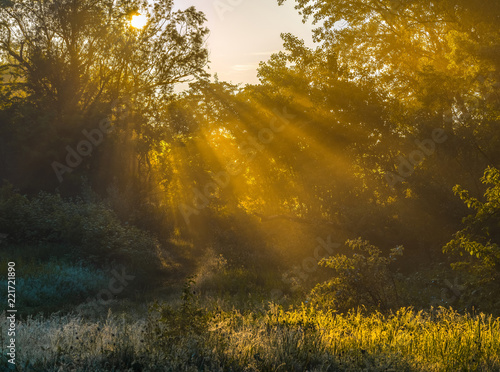 Fog in the forest glade. Spring dawn. After a rainy night at dawn, the fog. South of Russia.