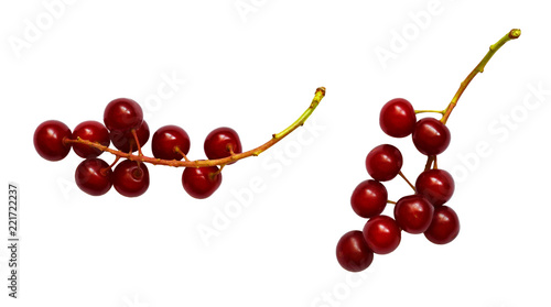 Set of red bird-cherries