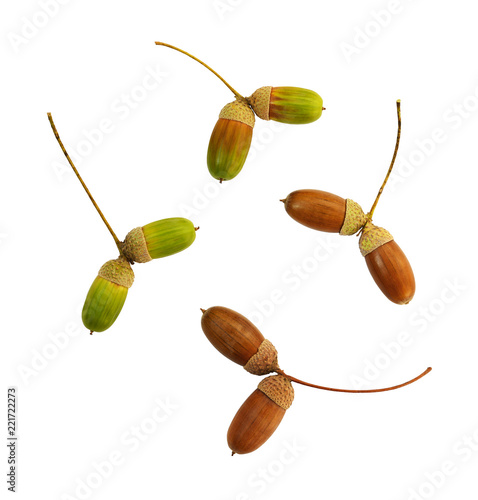 Set of oak green and brown ...