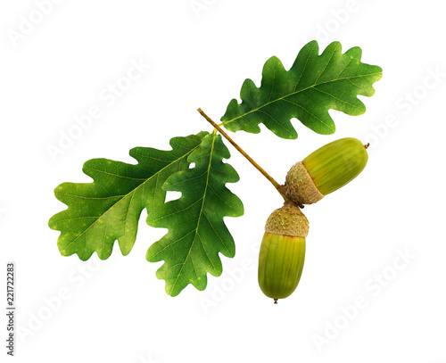 Green oak acorns and leaves