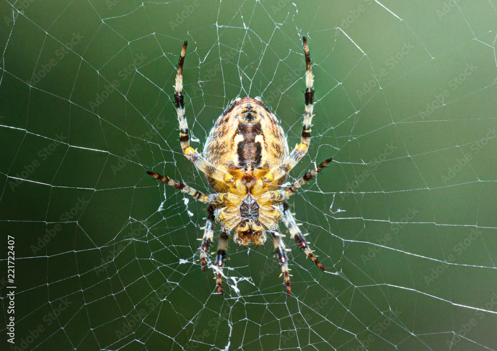 The spider on a cobweb. The spider on a cobweb.