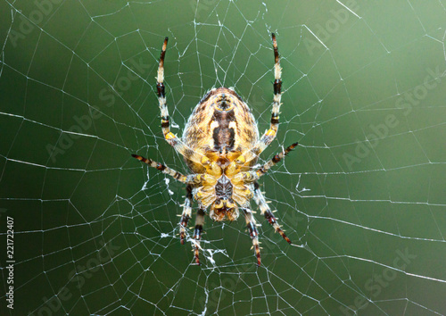 Canvastavla The spider on a cobweb.