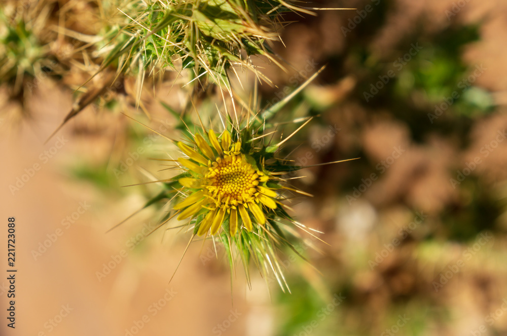 flower desert yellow green macro flower desert yellow green macro